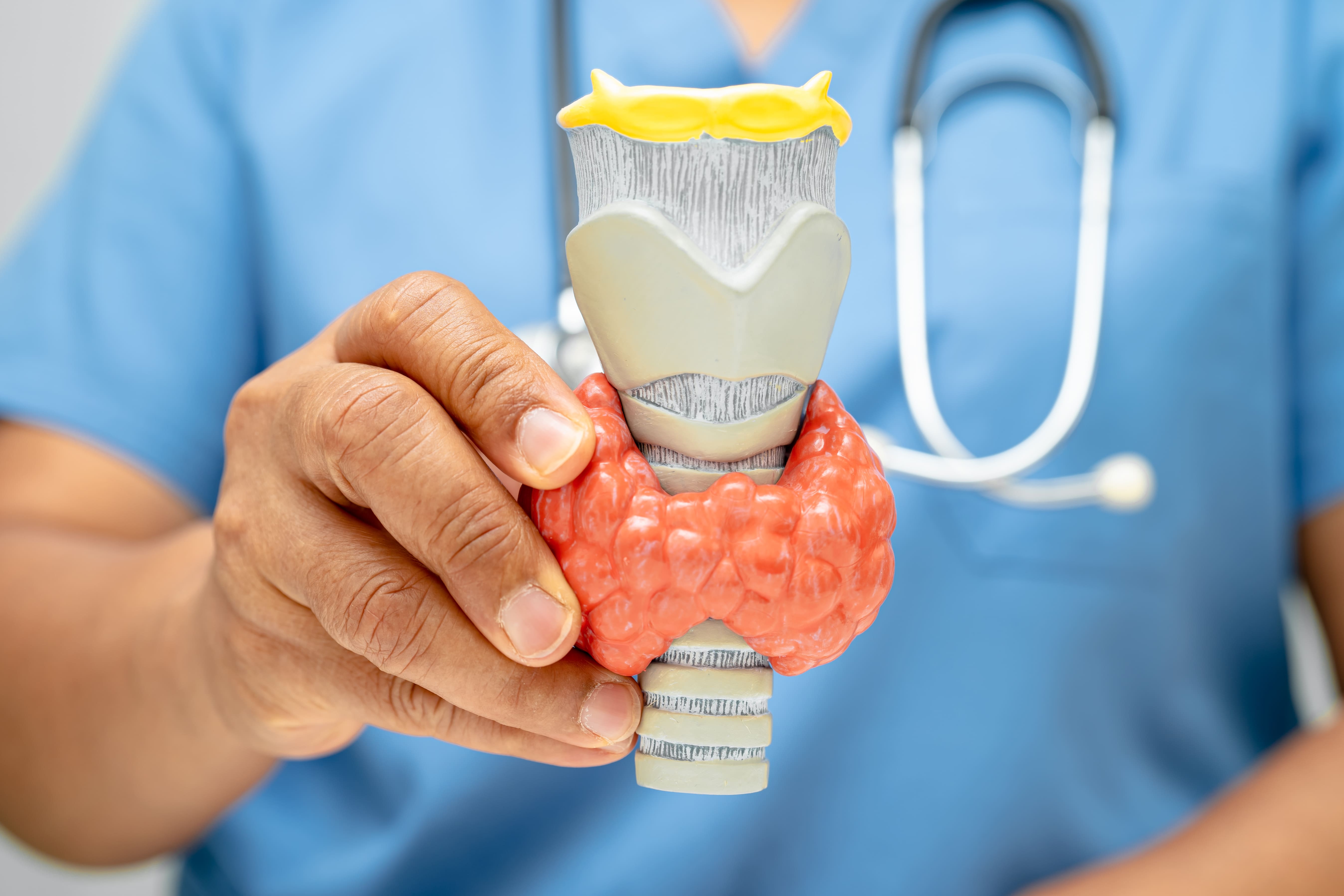 Image adult holds thyroid anatomy model in medical offic 2026 03 24 00 26 57 utc (1)