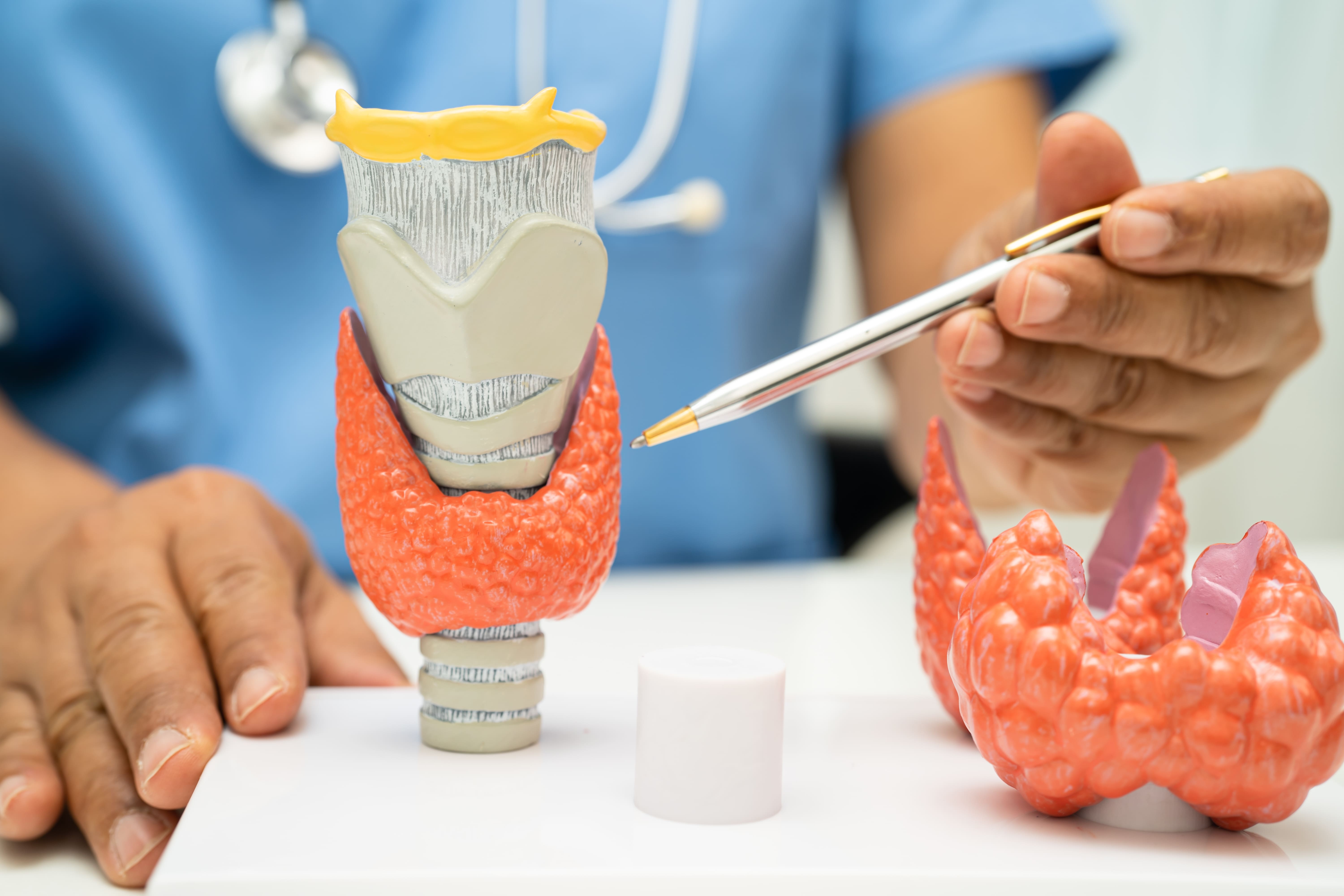 A healthcare professional explaining a thyroid model, highlighting its anatomical features with a pen.
