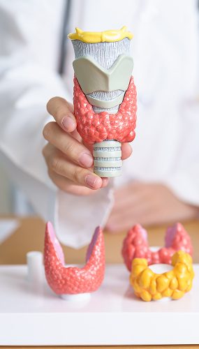 doctor-with-human-thyroid-anatomy-model-2023-11-27-04-52-40-utc 1
